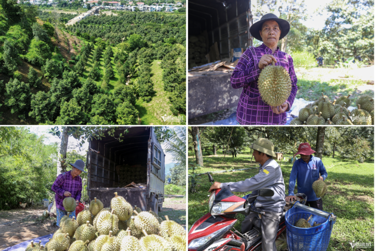 Gia đình bà Mấu Thị Mật thu hoạch sầu riêng.