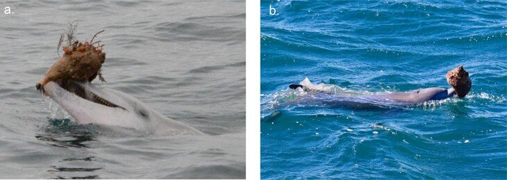 Marine Mammal Science