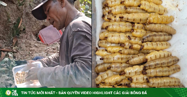 Luồn rừng đào 'sung thần dược', 'vàng đen', U50 Đồng Nai thu tiền triệu