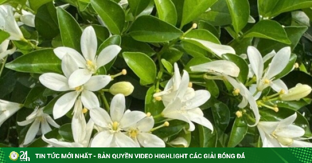 Loài hoa trắng muốt trồng khắp công viên, biệt thự là dược liệu quý