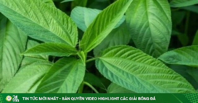 Cây thuốc không chăm vẫn mọc um tùm, bổ ngang nhân sâm