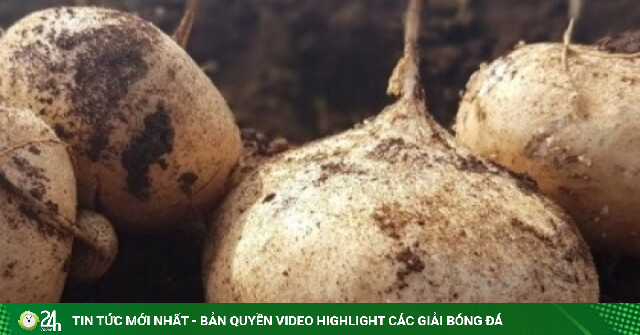 Loại củ mọng nước, giòn mát được ví như “nhân sâm” giá rẻ