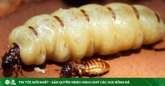 Mối chúa được săn lùng với giá trên trời: Thần dược hay chỉ là lời đồn?