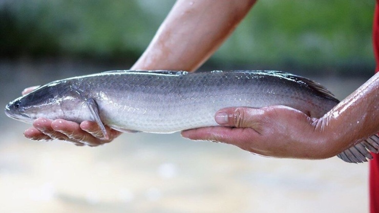 Cá lóc có phần thịt khá nạc, giàu protein và phổ biến trong bữa ăn của người Việt