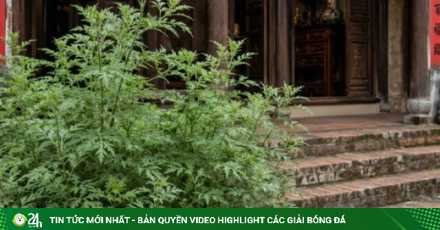 Loài rau thảo mộc giàu dương khí nên trồng trước nhà để rước tài lộc