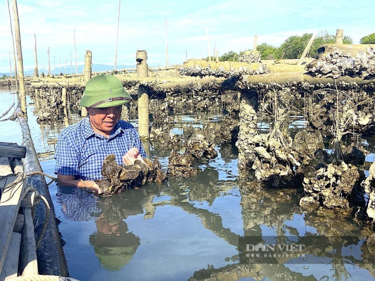 Theo ông Lưu Văn Khai, ở thôn Đình Hòe, xã Thạch Khê (tỉnh Hà Tĩnh), nuôi hàu đại dương trên sông Rào Cái mang lại hiệu quả kinh tế cao nhờ tận dụng nguồn phù du tự nhiên. Ảnh: LH
