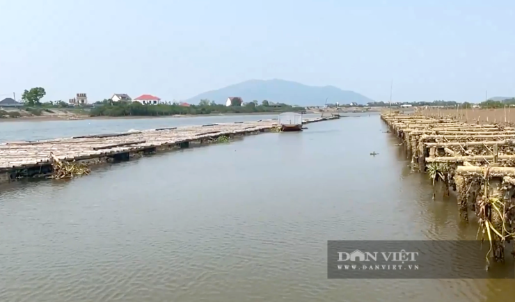 Kỹ thuật nuôi hàu đại dương trên sông Rào Cái, xã Thạch Khê (tỉnh Hà Tĩnh) giúp tận dụng nguồn thức ăn tự nhiên, giảm chi phí và nâng cao hiệu quả kinh tế. Ảnh: LH