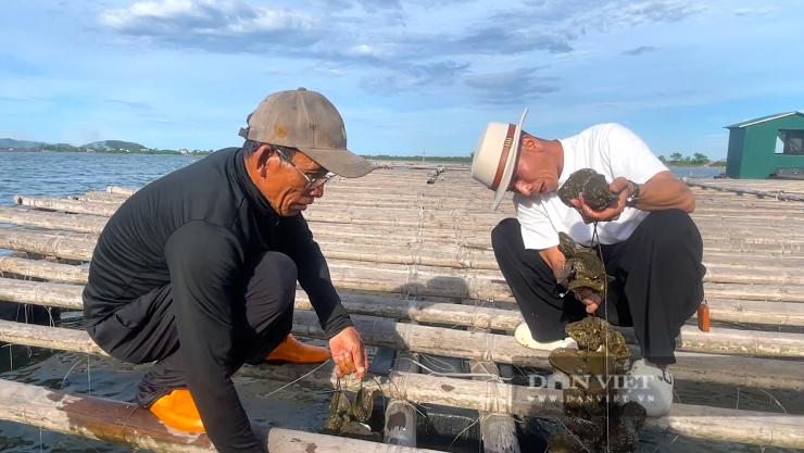 Theo anh Nguyễn Tiến Dũng, kỹ thuật nuôi hàu đại dương trên sông Rào Cái khá đơn giản, chủ yếu tận dụng nguồn phù du tự nhiên và kiểm soát tốt môi trường nước.