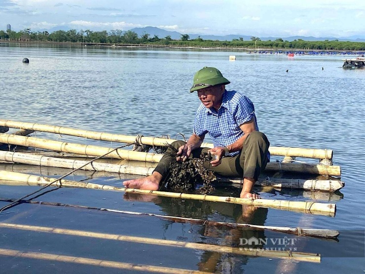 Theo ông Lưu Văn Khai ở thôn Đình Hòe, xã Thạch Khê (Hà Tĩnh), tận dụng diện tích mặt nước rộng, thủy triều lên xuống thường xuyên tạo lợi thế để phát triển các loài nhuyễn thể giá trị cao, đặc biệt là hàu đại dương. Ảnh: LH