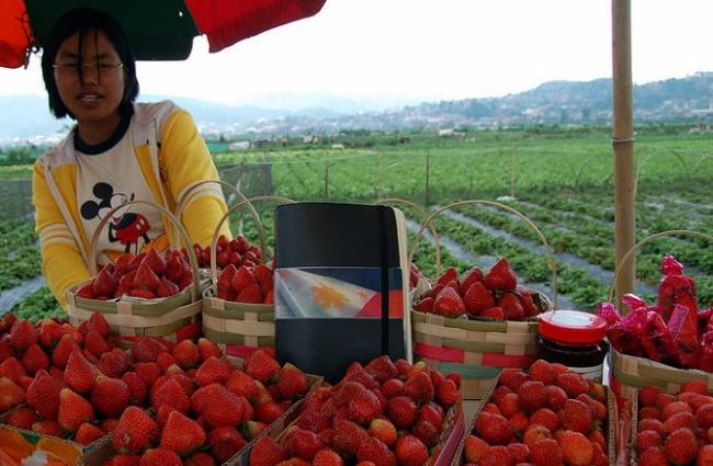 Tỉnh Benguet là điểm đến các tín đồ ẩm thực không thể bỏ qua khi du lịch Philippines. Đến đây, bạn có thể thưởng thức bia Lagud làm từ dâu tây, thạch dâu tây, kem sorbet dâu tây mát lạnh.