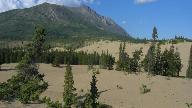 Nằm ở tỉnh Yukon của Canada, Carcross được coi là sa mạc nhỏ nhất thế giới với diện tích 2,5 km2.