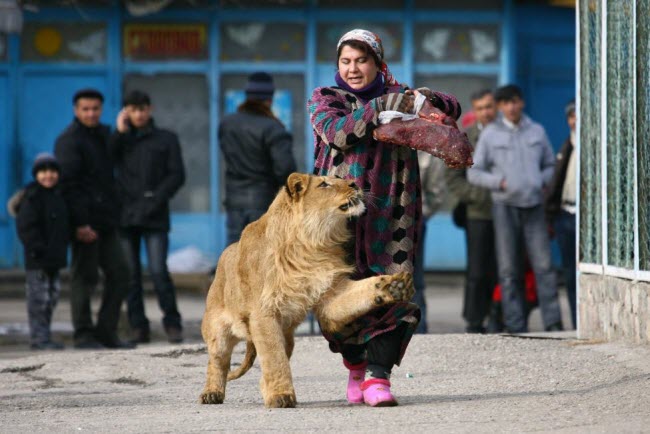 Cô Zukhro dắt một con sư tử đực trong khuôn viên vườn thú ở thành phố Dushanbe, Tajikistan.