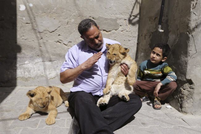 Một người tị nạn Palestine đã nuôi hai con sư tử nhỏ để làm cảnh trong trại tị nạn ở Rafah, Dải Gaza.