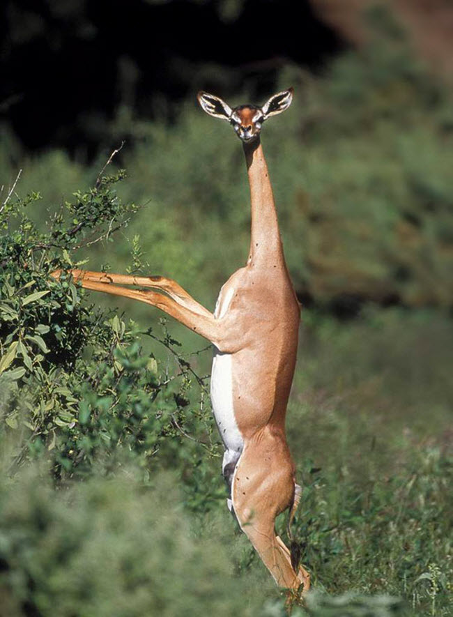 Gerenuk là một loài linh dương cổ dài giống hươu cao cổ. Bạn có thể tìm thấy chúng trong những bụi cây gai khô cằn ở sa mạc Đông Phi.