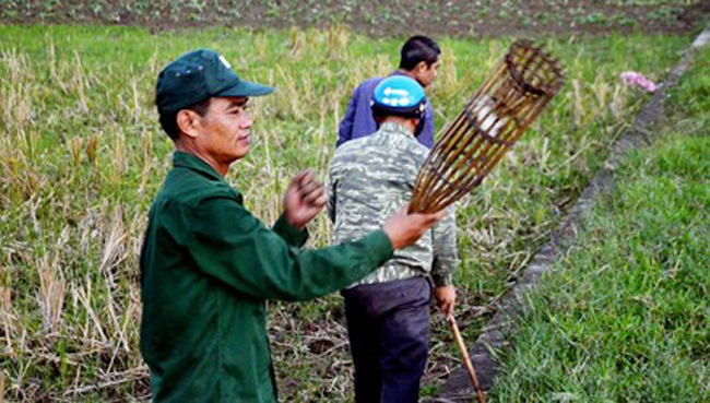 Theo những thợ săn chuột thì họ bắt chuột quanh năm, nhưng nhộn nhịp nhất là vào tháng 9 đến tháng 12 &#40;âm lịch&#41;. Thời điểm này, nước sông cạn nên chuột đào hang nhiều và cũng là lúc vụ mùa thu hoạch xong, chuột thường béo và ngon hơn.