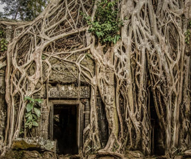 Đền thờ Ta Prohm trong khu di tích Angkor Wat, Campuchia.