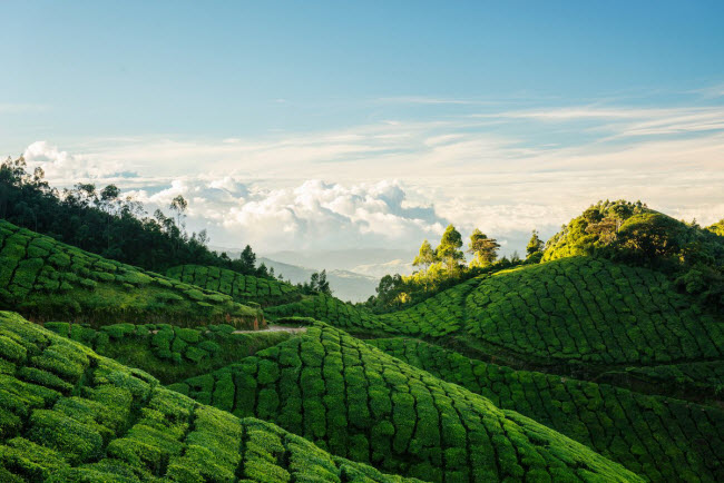 Những ngọn đồi phủ xanh với họa tiết độc đáo tại khu Kolukkumalai Tea ở Munnar, Ấn Độ.