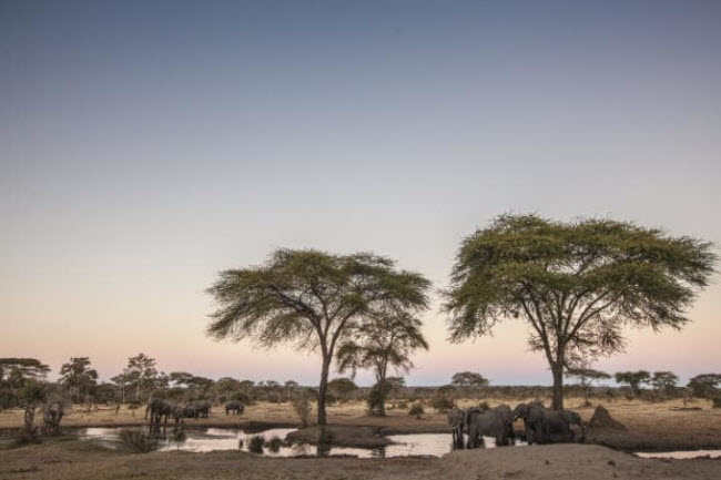 Vườn quốc gia Mana Pools ở Zimbabwe,&nbsp;là một trong số ít khu bảo tồn động vật hoang dã được bảo vệ tốt ở châu Phi. Tới đây, du khách có thể chiêm ngưỡng đàn voi vin cành ăn lá cây, sư tử săn trâu rừng hay những con cá sấu khồng lồ dài tới 5m.