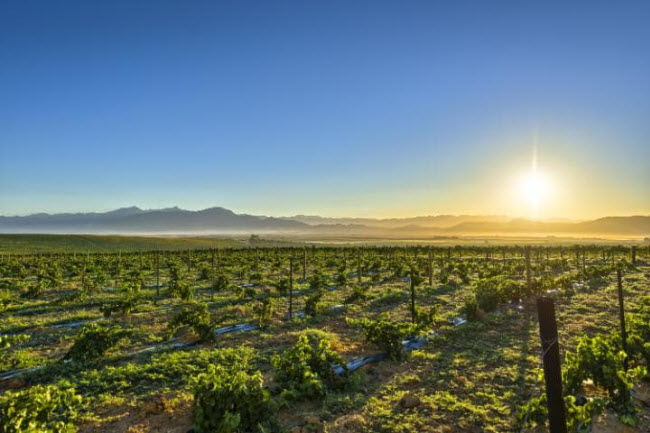 Vùng Franschhoek ở Nam Phi nổi tiếng với những cánh đồng nho và cây ăn trái xanh mướt.