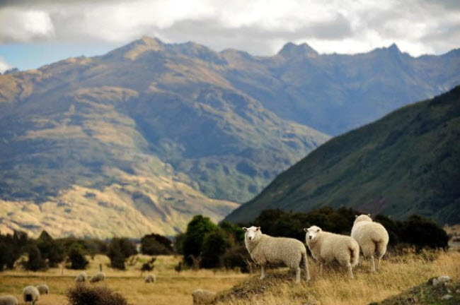 Thành phố Queenstown là điểm du lịch hấp dẫn ở New Zealand với các dòng sông băng, hồ nước yên tĩnh và núi non hùng vĩ.