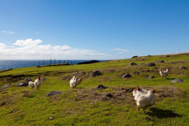 Tristan da Cunha là hòn đảo hẻo lánh nhất thế giới có cư dân sinh sống. Nó nằm gần vùng đất có cư dân sinh sống gần nhất khoảng 1.900 km. Mặc dù vậy, nơi đây vẫn có một sân golf 9 lỗ và một hộp đêm.