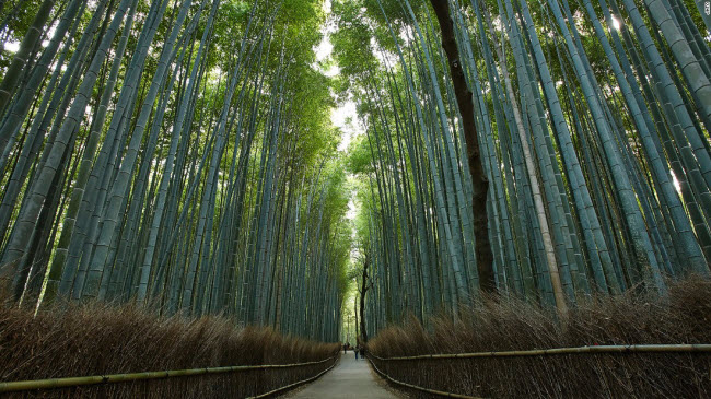 Rừng tre Sagano nằm ở quận Arashiyama, phía tây thành phố Kyoto. Du khách có thể tới khu rừng này vào lúc sáng sớm và chiều muộn để có được trải nghiệm lý tưởng nhất.