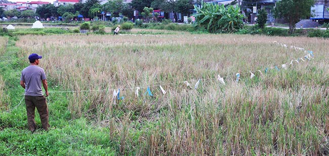 Dùng dây thừng dài có buộc theo túi nilon, hai người cùng căng dây đi dọc ruộng lúa để &#34;lùa&#34; châu chấu về chung một khoảnh ruộng.