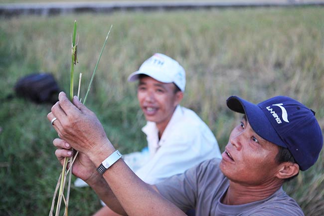 Ông Đoàn Văn Giỏi &#40;48 tuổi, người dân ở xã Đồng Tiến, Ứng Hoà, Hà Nội&#41; cho biết: &#34;Thời điểm cuối tháng 9 âm lịch cũng là thời điểm sắp hết mùa săn &#34;tôm bay&#34;, vào thời điểm này châu chấu cũng không còn nhiều và không được to như khoảng 1 tháng trước.&#34;