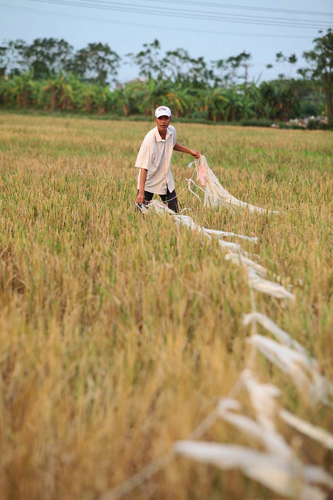 Ông Nguyễn Hữu Ba &#40;38 tuổi, người dân ở xã Đồng Tiến, Ứng Hoà, Hà Nội&#41; cho biết, đây là cách dễ làm nhất, không mất quá nhiều nhân lực mà vẫn bắt được châu chấu dễ dàng.