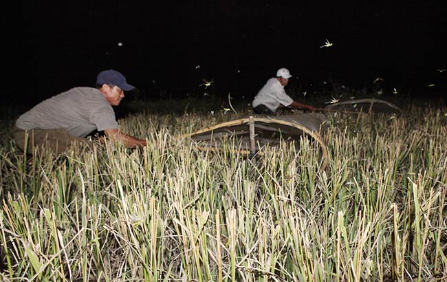 &#34;Quay châu chấu&#34; được coi là công đoạn vất vả nhất của nghề này, thợ săn dùng những chiếc túi nilon cỡ lớn buộc kín 1 đầu, đầu còn lại căng trên 2 thanh tre lớn tạo thành một chiếc vợt khổng lồ và &#34;quay&#34; sát mặt đất. Do phải &#34;quay&#34; liên tục với tốc độ cao nên công đoạn này vô cùng mất sức.