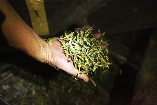 Với giá bán trung bình từ 60.000 tới 80.000/kg, mỗi đêm hai người thợ săn có thể kiếm được khoảng 500.000 đồng.