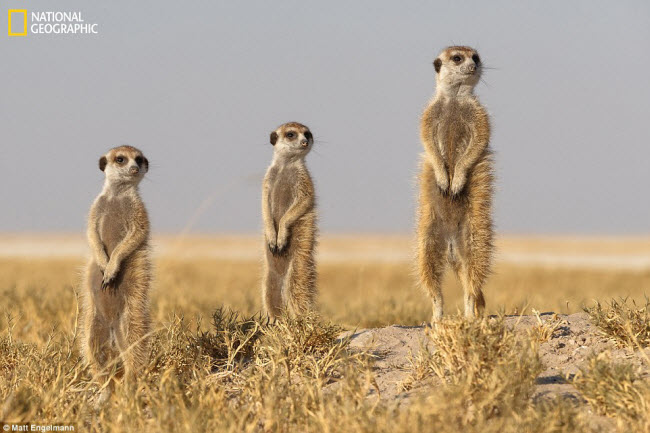 Ba chú chồn đất ngộ nghĩnh quan sát xung quanh tại vùng lòng chảo Makgadikgadi ở Kalahari, Botswana. Ảnh: Matt Engelmann.