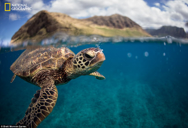 Rùa biển xanh phun bọt nước&nbsp;ở ngoài khơi bờ biển Oahu ở Hawaai. Ảnh: Brett Monroe Garner