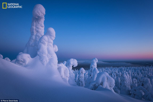 “Ma tuyết” hình thành trên các ngọn cây khắp cánh rừng ở Lapland, phía bắc Phần Lan. Ảnh: Pierre Destribats.