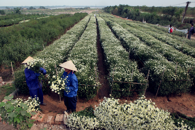 Cuối thu đầu đông là thời điểm cúc họa mi nở rộ, những vườn hoa nổi tiếng tại Hà Nội như Nhật Tân, Tây Tựu đã bung nở.&nbsp; Người nông dân đang hối hả thu hoạch cúc họa mi để mang đổ buôn cho các thương lái.