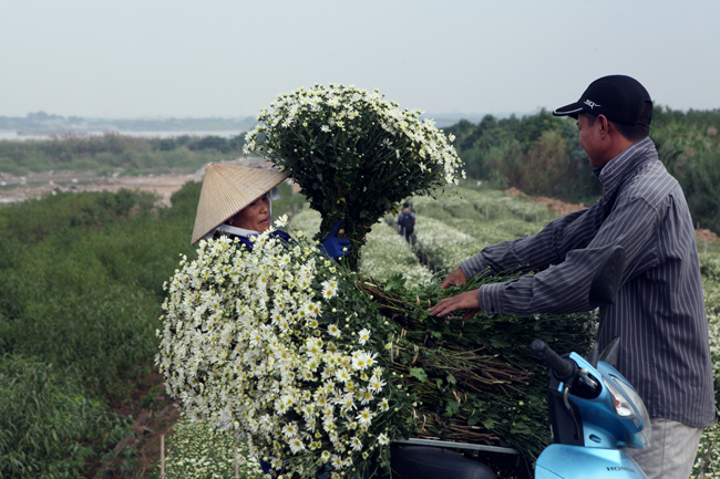 Chị Nguyệt &#40;một hộ trồng cúc họa mi ở Nhật Tân&#41; cho biết: &#34;Năm nay, cúc nở muộn hơn khoảng 1 tuần so với mọi năm vì nắng nóng kéo dài, rét muộn. Tuy nhiên, thời tiết năm nay thuận lợi nên cúc họa mi ra nhiều nhánh, bung nhiều hoa, sản lượng cúc cũng tăng hơn và đẹp hơn&#34;.