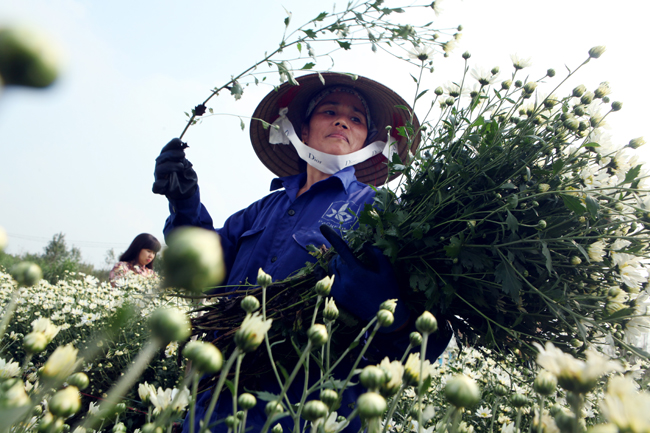 Ngoài việc bán hoa, vài năm gần đây người dân có thêm thu nhập nhờ dịch vụ chụp ảnh trong vườn nở rộ. Mỗi nhà vườn thu trung bình 20.000 đồng một người cho một lần vào chụp ảnh.