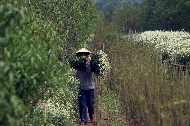 Hiện nay, hoa đang rộ, mỗi ngày, chị Quyên cắt khoảng 30 bó lớn để bán cho thương lái, cắt đến đâu, bán hết đến đó. Nhiều thương lái phải đặt trước mới có hàng.