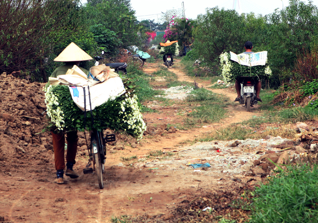 Hoa cắt từ vườn được bó gọn gàng, theo chân những chiếc xe đạp tràn về phố.