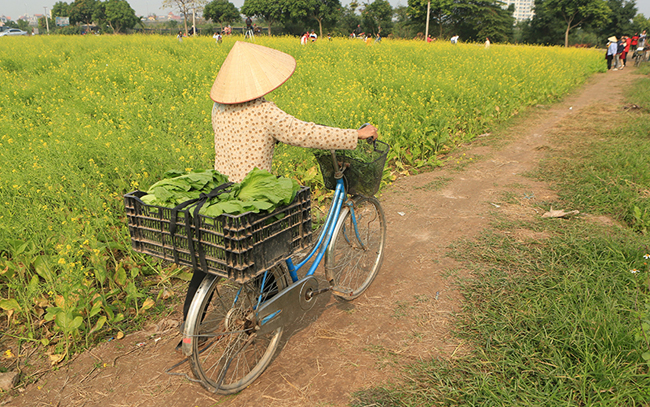 Hoa cải vàng là loại hoa chỉ nở khi đất trời se lạnh, vươn lên đón lấy chút nắng hanh hao đầu đông. Hoa nở rộ trong khoảng 20 ngày để chờ lấy hạt giống cho vụ sau.