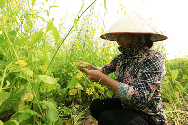 Cánh đồng hoa cải vào mùa nở rộ không chỉ giúp người nông dân thu hoạch hạt giống mà còn kiếm thêm kha khá thu nhập từ việc đón khách vào thăm quan.