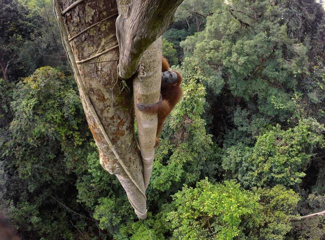 Một con đười ươi đảo Borneo &#40;Indonesia&#41; trèo lên cây cao 30 mét. Con đực nặng khoảng 90 kg.