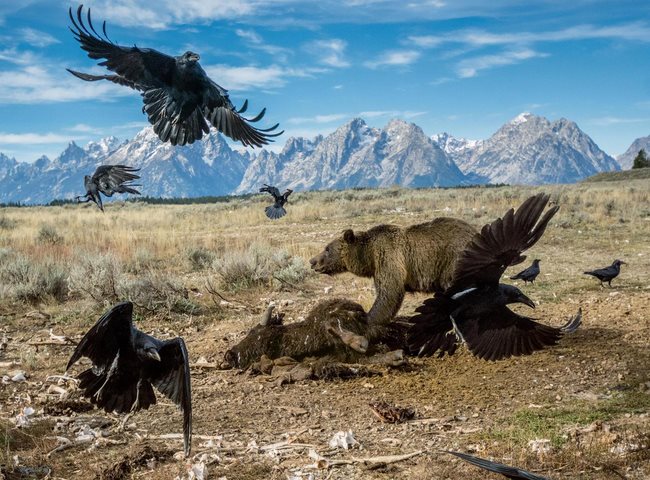 Gấu nâu ở khu vực Yellowstone &#40;Mỹ&#41; đang phát triển nhiều hơn bao giờ hết. Hình ảnh chụp tại vườn quốc gia Grand Teton, nơi gấu nâu xé xác một con bò rừng.