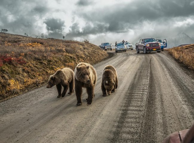 Gấu mẹ và bầy con ở Alaska &#40;Mỹ&#41; đi lại trên đường Park Road. Con đường này chỉ dành cho xe cộ trong 5 ngày mùa hè trong năm.