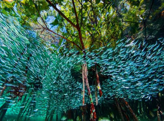 Cá bơi thành đàn để tự vệ trước các loài cá lớn ở rạn san hô tại Cuba.