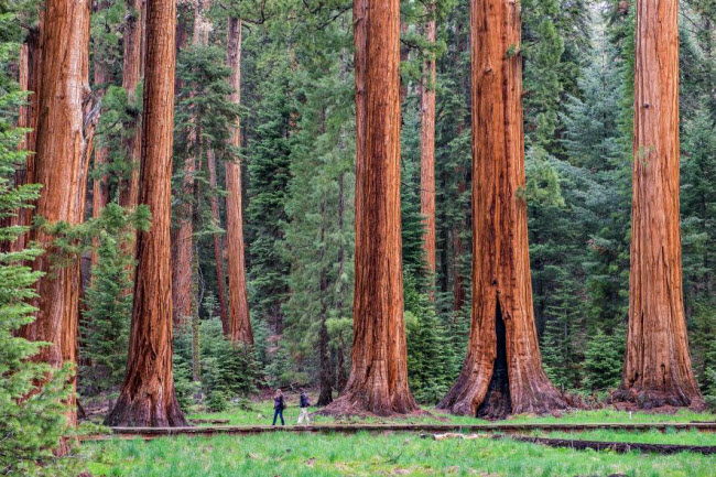 Du khách đi qua những cây củ tùng khổng lồ trong vườn quốc gia Sequoia, California, Mỹ. Ảnh: Jonathan Irish