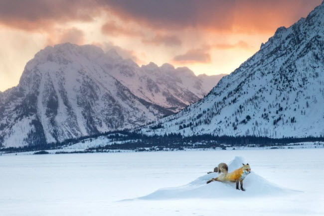 Cáo đỏ thể dục giữa mùa đông giá lạnh trong vườn quốc gia Teton ở bang Wyoming, Mỹ. Ảnh: Charlie Hamilton James