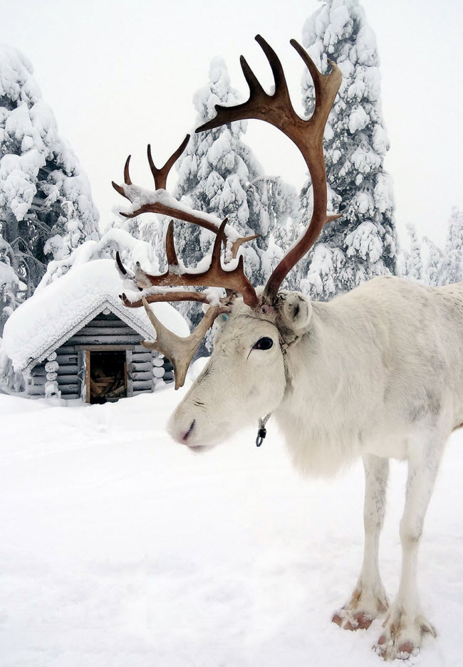 Tới Lapland vào mùa đông, du khách có thể thấy những con tuần lộc, loài động vật đặc trưng ở nơi đây.