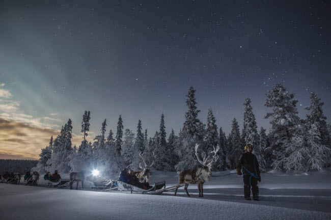 Du khách khám phá vùng đất Lapland bằng xe tuần lộc kéo.