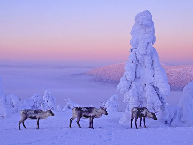 Những con tuần lộc đứng giữa cánh đồng tuyết trắng xóa ở Lapland.